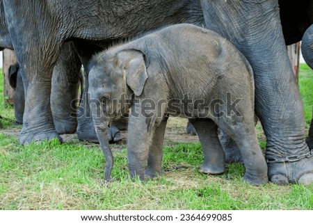 asian baby elephant not African elephant stand run and fun under mother leg to play. Elephant wildlife animal lovely cute and clever. tourist traveling and visit pachyderm family village park. Royalty-Free Stock Photo #2364699085