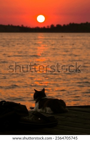 cat watching sea sunset silhouette