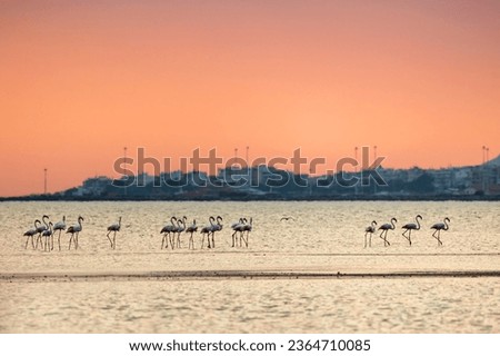 A flock of walking flamingos after a wildfire in Alexandroupolis Evros Greece, red sky full of smoke and flames.