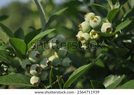 Northern highbush blueberry (vaccinium corymbosum) in a garden, ripe fruit, green leaves, green background with bokeh Royalty-Free Stock Photo #2364711939