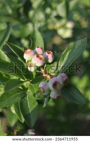 Northern highbush blueberry (vaccinium corymbosum) in a garden, ripe fruit, green leaves, green background with bokeh Royalty-Free Stock Photo #2364711955
