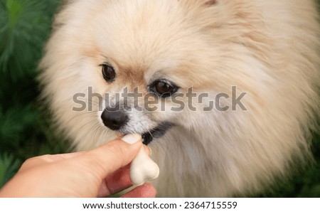 Treat for Pets. Pomeranian Spitz Sniffing a Bone. Royalty-Free Stock Photo #2364715559
