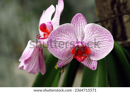 Blooming pink orchid flowers and one wilted flower 