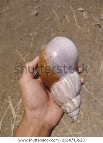 a man holding a large snail shell in his hand, against a blurry ground background