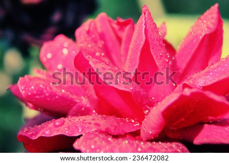 Close Up of single flower with raindrops