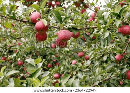 Apples on trees in Upstate and Central New York Royalty-Free Stock Photo #2364722949