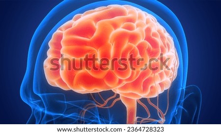 Central Organ of Human Nervous System Brain Anatomy. 3D