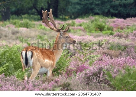 Deer Stag Heather Flowers heather  Heathland Royalty-Free Stock Photo #2364731489