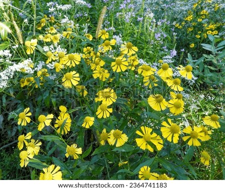 Helenium autumnale (Sneezeweed) Native North American Wetland Wildflower
