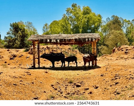 The African buffalo or syncerus caffer in national zoo Rabat. Zoological garden of Rabat Morocco.