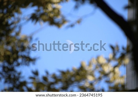 the moon visible through the leaves in broad daylight