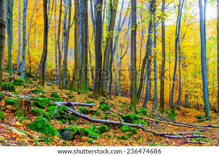 Autumn forest landscape in Europe.