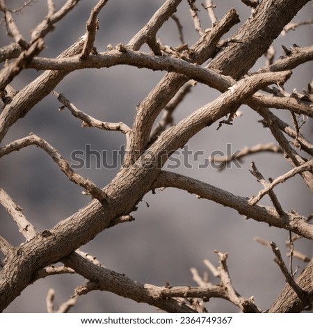 "Dried tree branch: A weathered sentinel, etched with time's story, bathed in soft light, nature's intricate artistry."