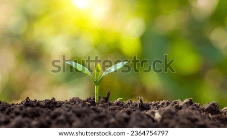 Young plants grow in soil that has the nutrients the plants need and appropriate sunlight. Royalty-Free Stock Photo #2364754797