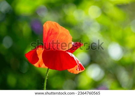 Papaver rhoeas or common poppy, red poppy is an annual herbaceous flowering plant in the poppy family, Papaveraceae, with red petals. Frog perspective of flowering meadow with translucent red flowers.