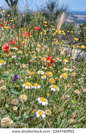 A meadow colored by daisies, poppies and other country flowers.
