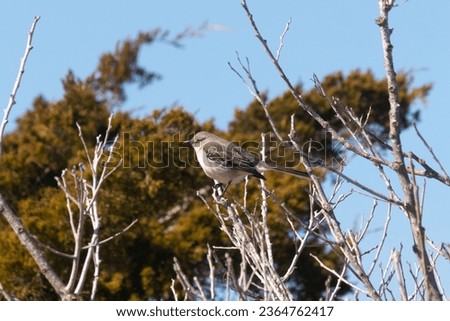 This cute little mockingbird sat perched in this tree when the picture was taken. His beautiful grey feathers with white underneath stands out. The branches is without leaves due tot he Fall season.