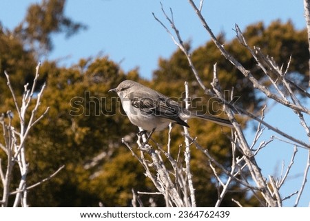 This cute little mockingbird sat perched in this tree when the picture was taken. His beautiful grey feathers with white underneath stands out. The branches is without leaves due tot he Fall season.