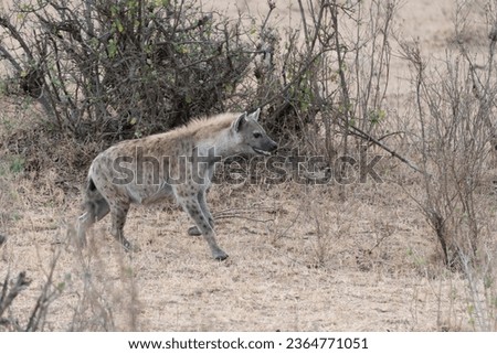 A Hyena walking in Masai Mara National Park Kenya Africa