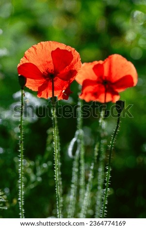 Papaver rhoeas or common poppy, red poppy is an annual herbaceous flowering plant (Papaveraceae) with red petals. Frog perspective of two translucent red flowers with hairy stems backlit by sunlight.