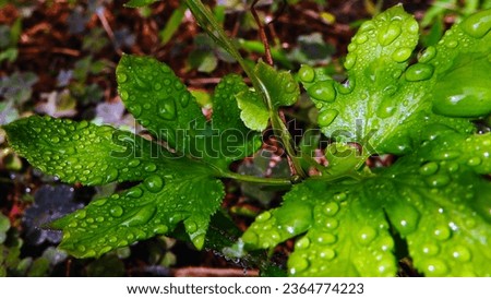 Leaf of Lygodiaceae - Lygodium Palmatum wet green color with raindrops with blur background and natural light - stock photo.