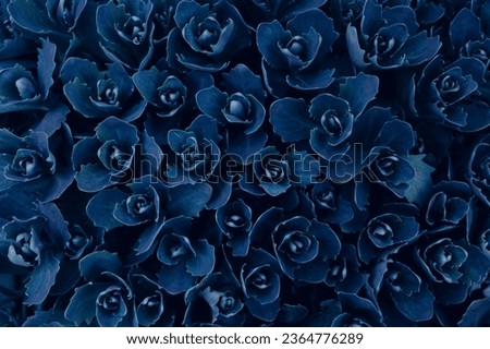 Pattern, wallpaper, background, texture, navy blue colour flower