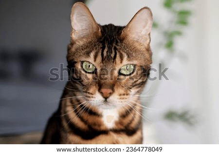 Close-Up Picture of a Beautiful Bengal Cat, cat looking at Camera, cat portait
