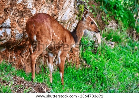 Female bushbuck is a shy animal, pictured in the Aberdare National Park, Kenya