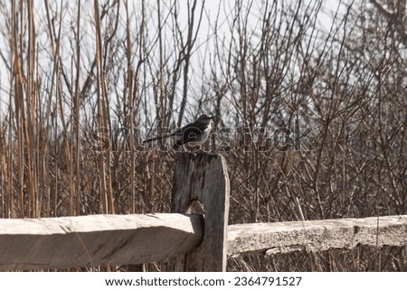 This cute little mockingbird was seen in this picture perched on the fence post. His grey and white feathers helps him to blend in. The foliage surrounding him is brown due to the Fall season.