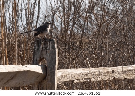 This cute little mockingbird was seen in this picture perched on the fence post. His grey and white feathers helps him to blend in. The foliage surrounding him is brown due to the Fall season.