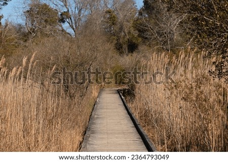 This wooden walking path is seen here running through the wooded area for people to walk on. This is designed for people to get exercise. The foliage all around is brown due to the Fall season. 