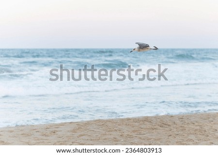  A captivating photo capturing the breathtaking beauty of the beach, with a seagull soaring gracefully across the horizon