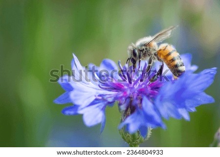 Honey Bee on pretty flower