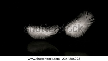 White Feathers Falling against Black Background, Normandy