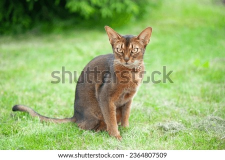 Abyssinian cat in collar, walking in juicy green grass. High quality advertising stock photo. Pets walking in the summer