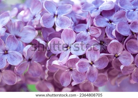 Blooming lilac in soft processing, toned. Lilac background, texture Royalty-Free Stock Photo #2364808705
