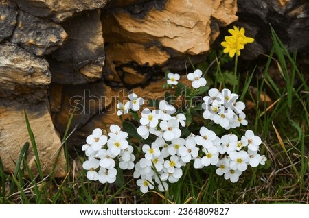 Wild Alpine Rockress (Arabis Alpina) growing near a stone. Royalty-Free Stock Photo #2364809827