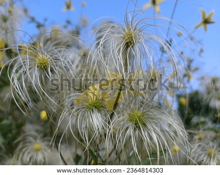 a plant Clematis that looks like a fluffy cloud close up