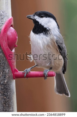 Black Capped Chickadee on the bird feeder                               