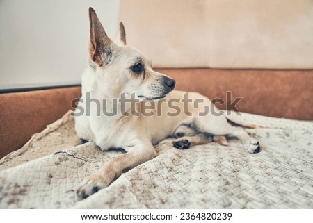 Adorable little dog lying in bed. Close-up, a place to copy. Cute chihuahua dog with big ears is resting on the bed. High quality photo
