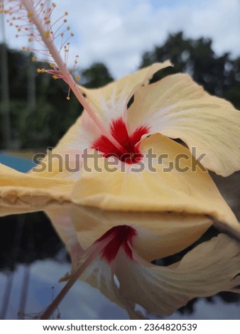 Hibiscus rosa-sinensis, known as Chinese hibiscus,China rose,Hawaiian hibiscus,rose mallow plant, it is a species of tropical hibiscus, a flowering plant in the Hibisceae tribe of the family Malvaceae