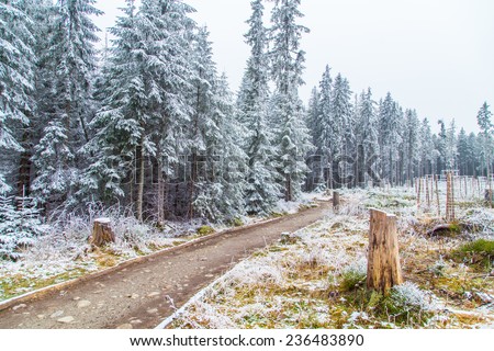 A winter scenery with pine trees covered by snow