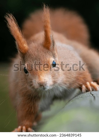 Close up of a Red Squirrel
