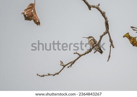 Ruby throated hummingbird perched on a bare branch. Dead leaves on the edges of the photo as fall approaches.
