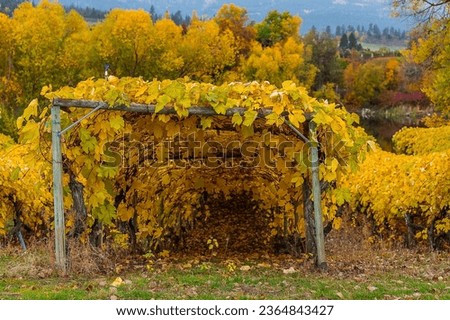A vineyard in the autumn with beautiful orange leaves