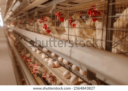 egg factory plant agriculture poultry chicken farm Royalty-Free Stock Photo #2364843827