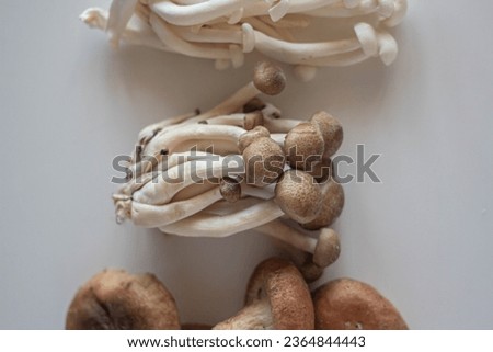 four types of mushrooms. cooking process
