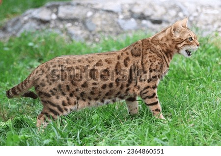 Bengal cat walking outside. Bengal cat in the green grass