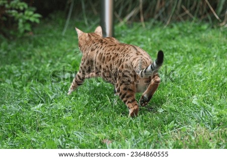 Bengal cat walking outside. Bengal cat in the green grass
