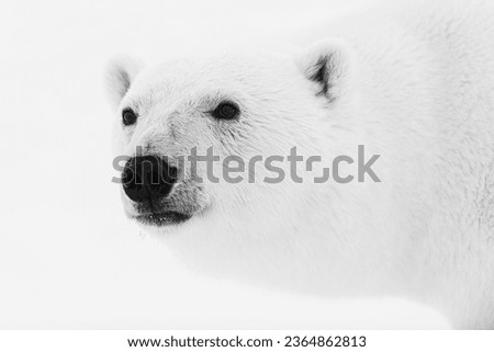 Portrait picture for polar bear in Northern pole
